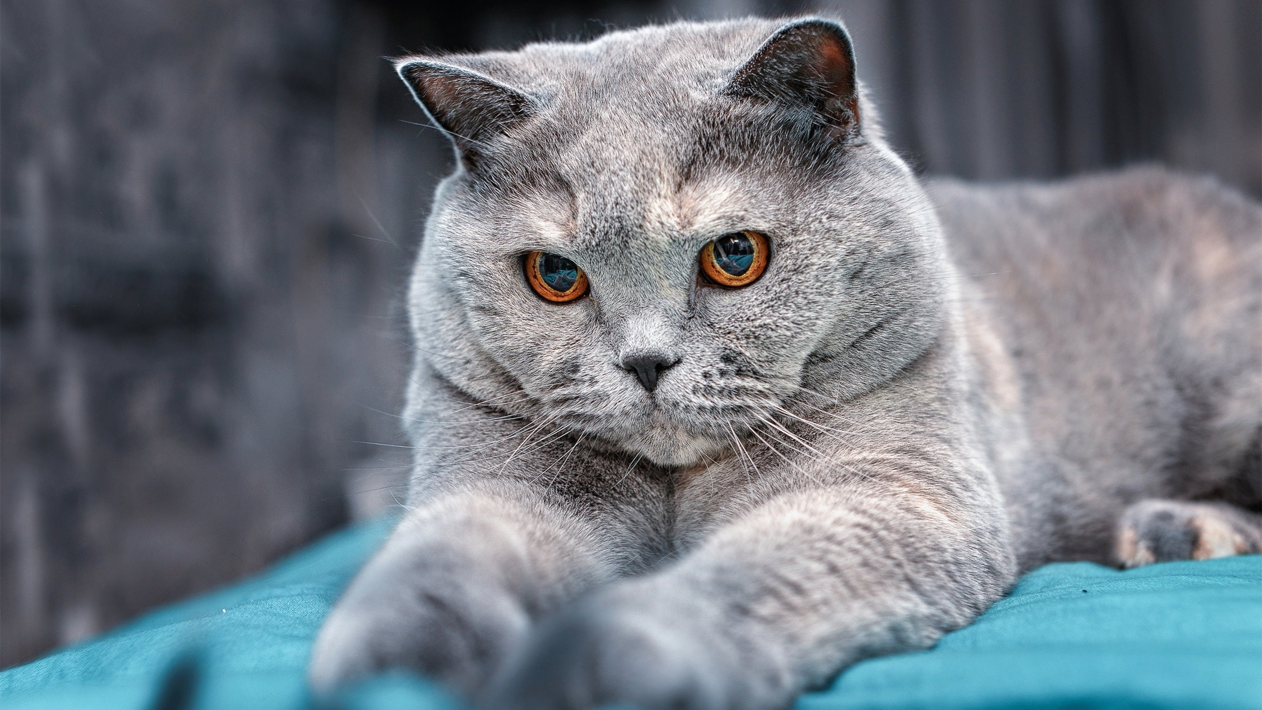 巴斯托尼爆发！洪都拉斯正面击溃塞维利亚，一场定义战术与意志的胜利